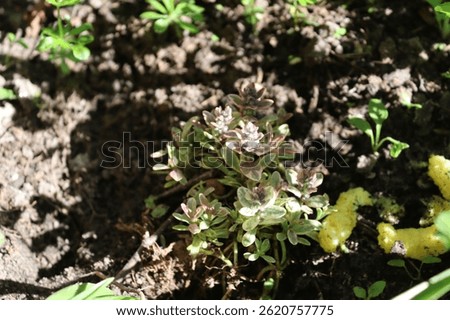 Creeping ground ivy in silvery-gray tones, captured in a mix of sunlight and shadow, highlighting the delicate leaves and natural beauty of spring in a garden setting.