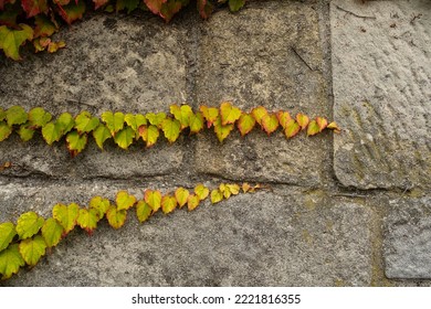 Creeping Ivy On A Stone Wall During Autumn. Close Up Shot, No People.