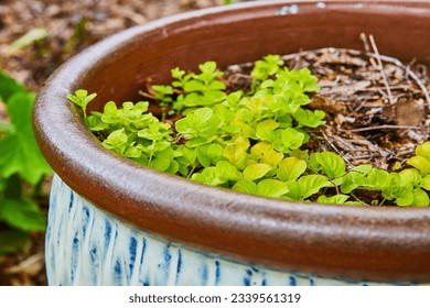 Creeping Jenny in painted clay pot with white and blue pattern