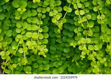     Creeping jenny vines, green and fresh background           