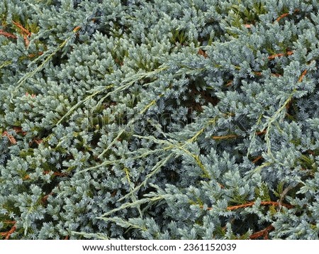 Creeping juniper or creeping cedar. Background with branches of Juniperus horizontalis. Garden plants and their care