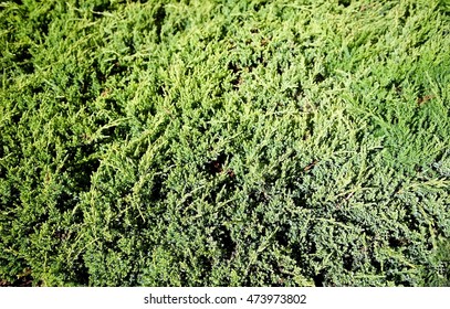 51 Creeping blue chip juniper Images, Stock Photos & Vectors | Shutterstock