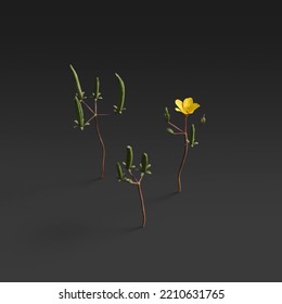 Creeping Lady's Sorrel Or Wood Sorrel Plant On Dark Background