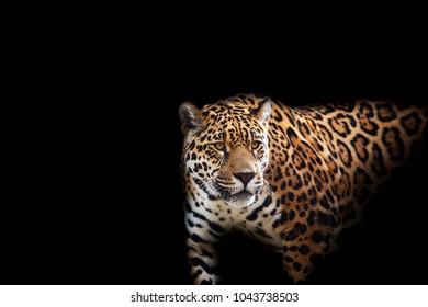 Creeping Leopard On A Black Background.