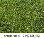Creeping mat of veronica filiformis, commonly known as slender speedwell, creeping speedwell, or threadstalk speedwell, over a meadow