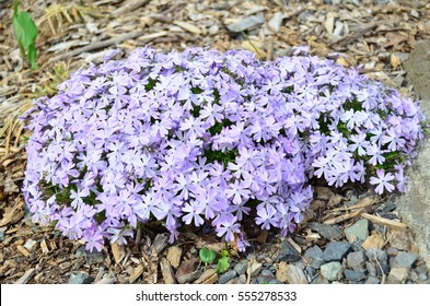 emerald blue creeping phlox