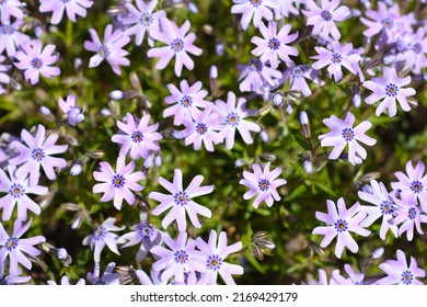 Creeping Phlox Fabulous Blue Violet flowers - Latin name - Phlox subulata Fabulous Blue Violet - Shutterstock ID 2169429179