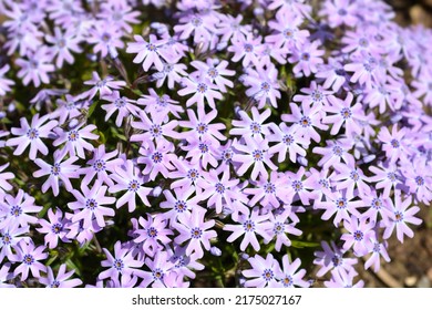 Creeping Phlox Fabulous Blue Violet flowers - Latin name - Phlox subulata Fabulous Blue Violet