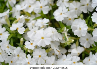 Creeping Phlox White Delight flowers - Latin name - Phlox subulata White Delight