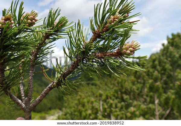 Creeping pine or scrub mountain pine (Pinus mugo\
subsp. mugo and Pinus mugo subsp. Rotundata) is a species of\
conifer, here male pollen producing strobili - near the village\
Seckau, Styria,\
Austria.
