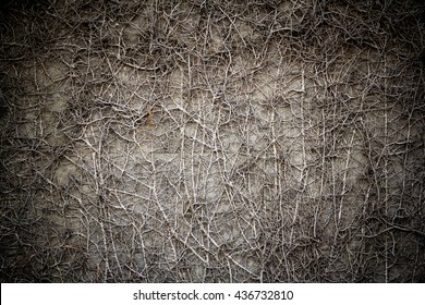 つる草 の画像 写真素材 ベクター画像 Shutterstock