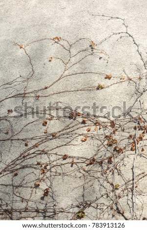 Similar – Image, Stock Photo Ivy Wall Environment