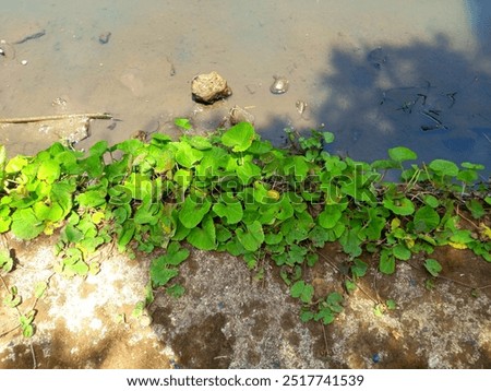 Similar – Image, Stock Photo interference field Creeper