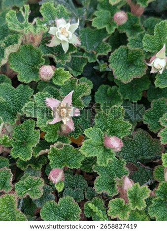 creeping raspberry blooming in late spring 