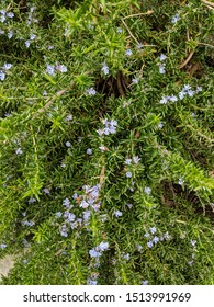 Creeping rosemary in flower viewed from above. A prostate variety of the culinary herb, Rosmarinus officinalis Prostratus. Vertical.