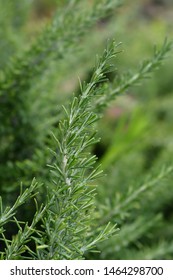 Creeping Rosemary - Latin Name - Rosmarinus Officinalis Prostratus