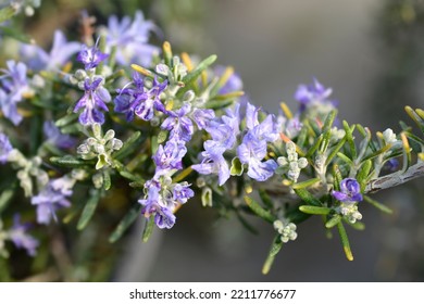 Creeping Rosemary - Latin Name - Rosmarinus Officinalis Prostratus