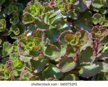 Creeping Sedum Spurium Close Beautiful Hardy Stock Photo 560375293 ...