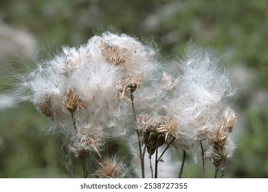 Creeping thistle with fluffy seed heads close up - Powered by Shutterstock