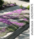 creeping thyme ground cover in a parking strip garden with stepping stones, pink flowers in spring