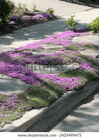 creeping thyme ground cover in a parking strip garden with stepping stones, pink flowers in spring