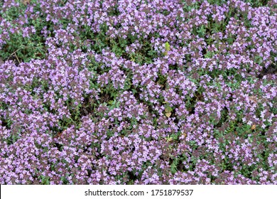 83 Red Creeping Thyme Images, Stock Photos & Vectors 