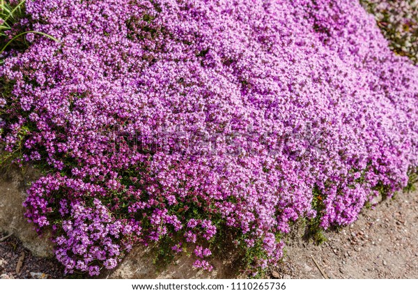 Creeping Thyme Thymus Serpyllum Beautiful Perennial Stock Photo (Edit ...