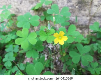 Creeping Wood Sorrel, Creeping Oxalis Flower Plant 