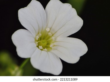 Creeping Woodsorrel Close Up Macro Photo