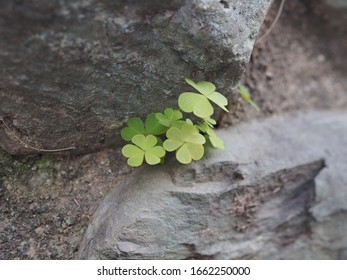 Creeping Woodsorrel Grow Between Rocks