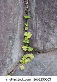 Creeping Woodsorrel Grow Between Rocks