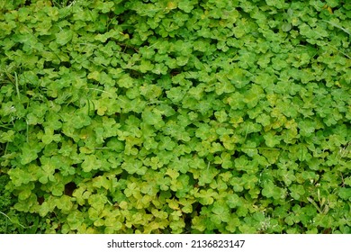 419 Creeping woodsorrel Images, Stock Photos & Vectors | Shutterstock