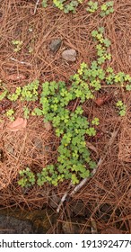 Creeping Woodsorrel Shaped Like A Deer