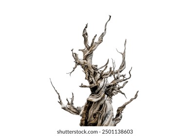 Creepy bare tree isolated on white background - Powered by Shutterstock