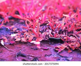 Creepy Caterpillar Insect Twins Going On Pink Grass Field Around Forest Area.