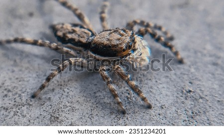 Creepy Crawly Alone: Macro Wildlife Photography of a Spider