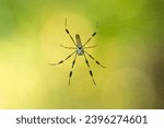 Creepy and Crawly Banana Spider. The Golden Silk Orb Weaver (Trichonephila clavipes) hangs in the jungle air. Its cephalothorax resembling a skull, black and yellow striped legs. A daunting arachnid