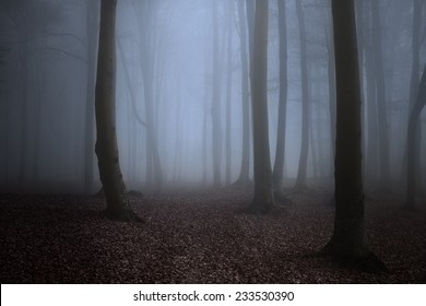 Creepy Forest Mist