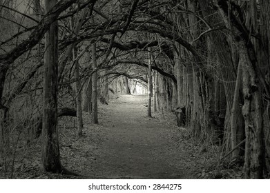 Creepy Forest With Trees Over Hanging A Path