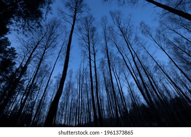 Creepy Landscape Of Blue Forest Or Woods With Shadow Trunks From Bottom View. Mystery Horror Pine Woodland In Twilight.
