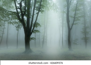 Creepy low fog into the forest