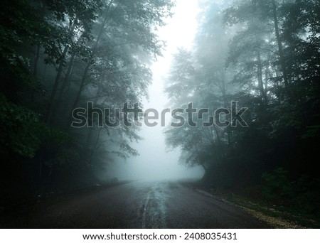 A creepy road in the middle of a foggy forest. 