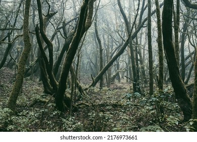 Creepy And Scary Dark Forest Path With Pld Trees And Green Musk Around. Beautiful Scenery Woods Landscape. Wild Trekking And Nature Outdoors Activity. Shadow And Leaves. Earth Planet