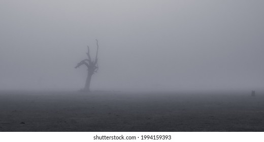 Creepy silhouette of dead tree stump stands alone in a foggy field - Powered by Shutterstock