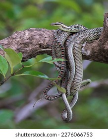 A creepy  snake pack gathering in a tangle with bright patterned coloring on a tree branch close-up - Shutterstock ID 2276066753