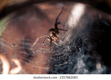 Creepy spider sits in its web lair. Spider in a cobweb hole. A large brown spider waits for prey on its web - Powered by Shutterstock