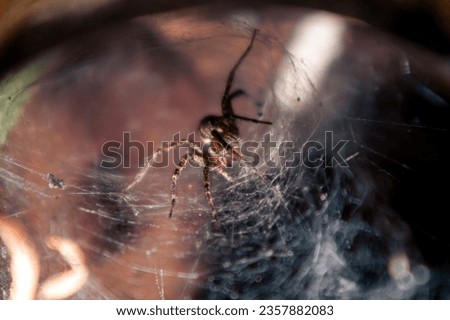 Creepy spider sits in its web lair. Spider in a cobweb hole. A large brown spider waits for prey on its web