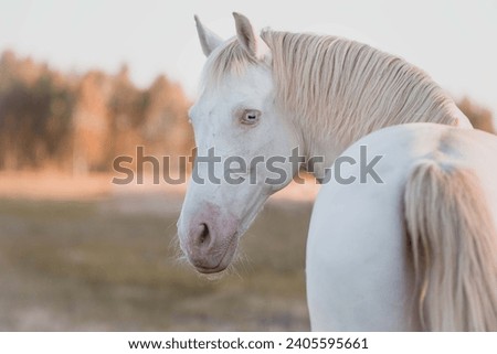 cremello horse with fish eye (blue eye)