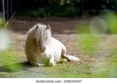 Cremello miniature horse chilling laying down