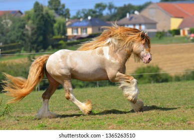 Cremello Pinto Irish Cob Stallion Runs Stock Photo 1365263510 ...